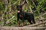 PINSCHER NAIN 116
